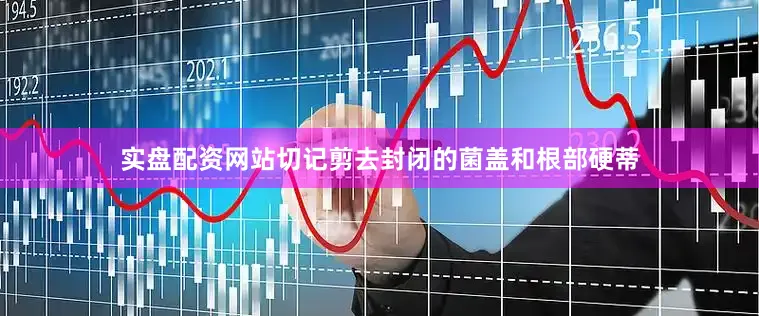 实盘配资网站切记剪去封闭的菌盖和根部硬蒂